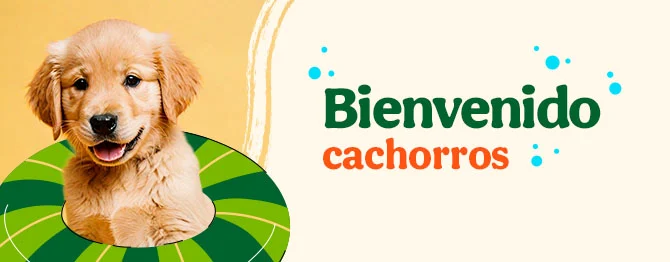 Bienvenidos cachorritos