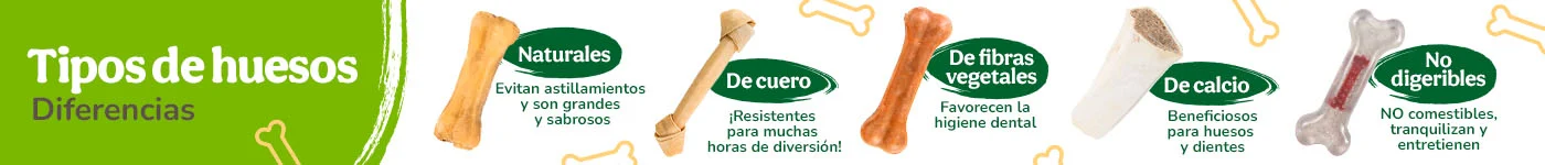 Descubre los distintos tipos de hueso y sus diferencias