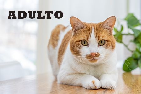 Acana. Toda la aliementación natural para gatos adultos