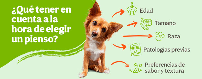 ¿Qué tener en cuenta a la hora de elegir un pienso para tu perro?
