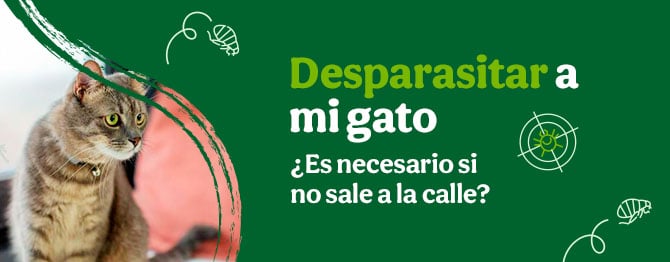 ¿Debemos desparasitar a nuestro gatito si no sale de casa?