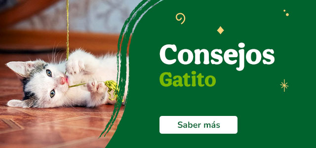 Consejos para el cuidado de tu gatito.