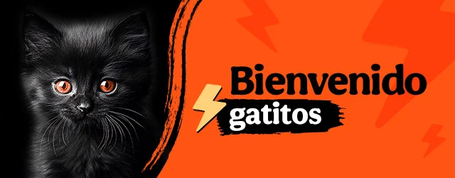 Bienvenidos gatitos