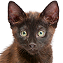 Gatito