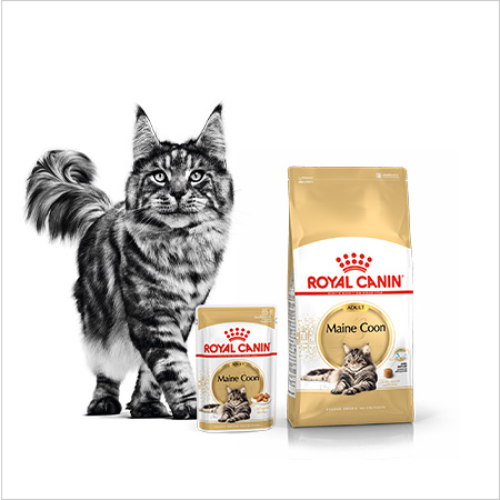 Royal Canin Razas. Nutrición especializada en cada para raza de gato