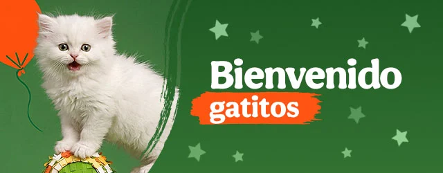 Bienvenidos gatitos