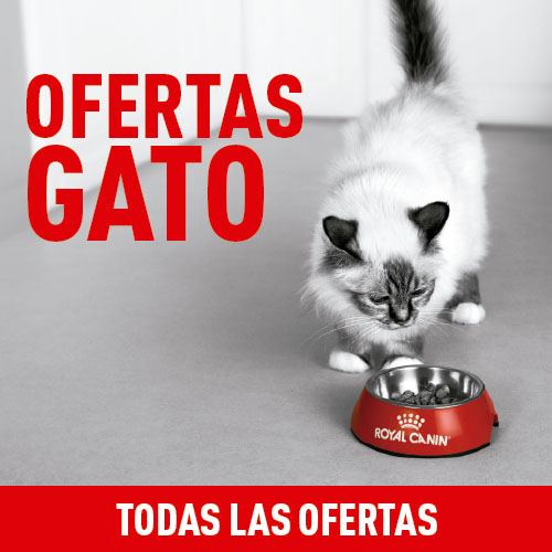 Ofertas para gatos.