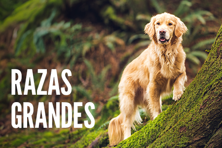 Recetas para perros de tamaño grande.