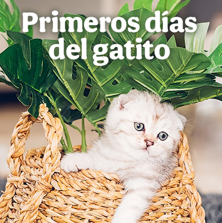 Primeros días del gatito