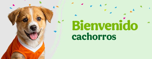 Bienvenidos cachorritos