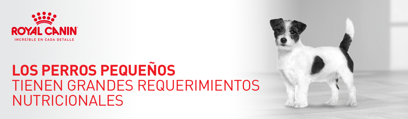 Los perros pequeños tienen grandes requerimientos nutricionales