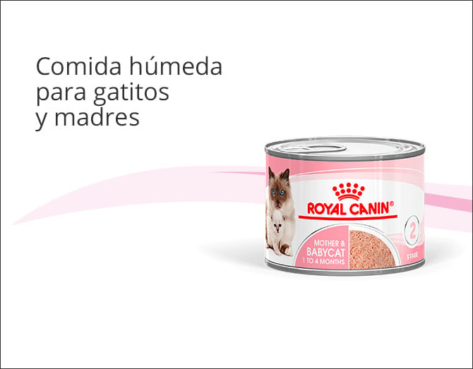 Comida húmeda para gatitos y madres