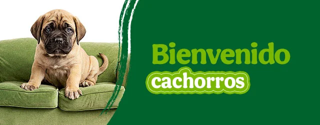 Bienvenidos cachorritos