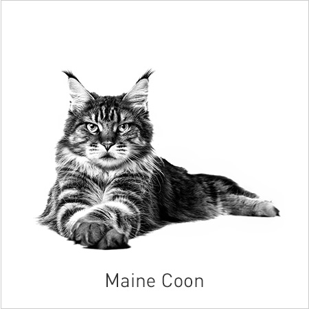 Royal Canin Razas-Especial Maine Coon. Nutrición adaptada para contribuir a la salud de los huesos y las articulaciones de los gatos de esta raza.