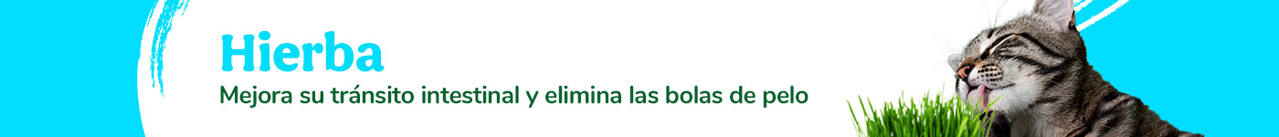 Hierba para mejorar su tránsito intestinal