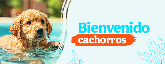 Bienvenidos cachorritos