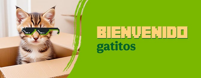 Bienvenidos gatitos