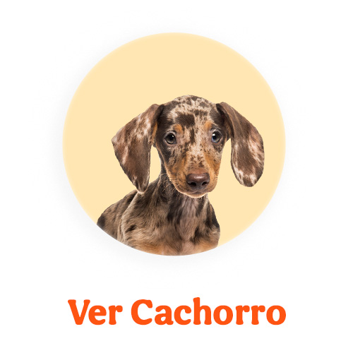 Ofertas cachorro