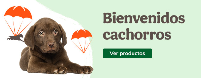 Bienvenidos perritos