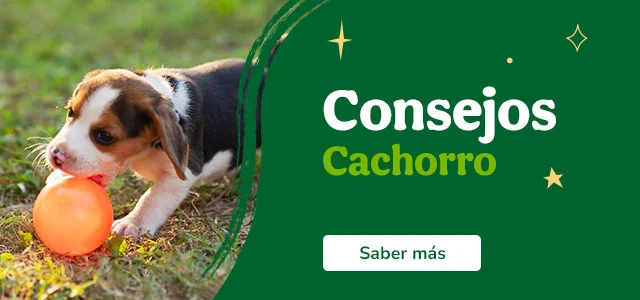 Algunos tips para cachorro