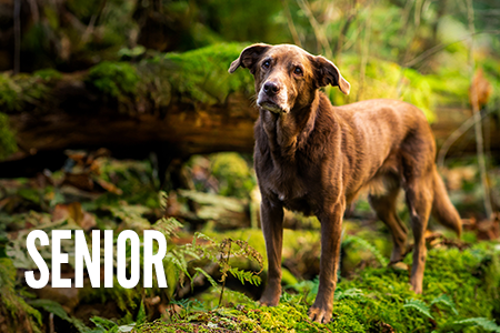 Recetas para perro en etapa senior.