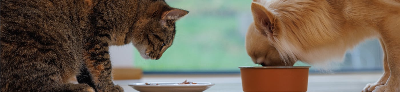 Wellness Core - Alimento Natural y equilibrado para perros y gatos