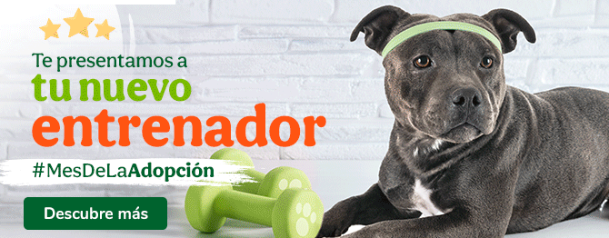 Dale más vida a tu casa adoptando un peludo