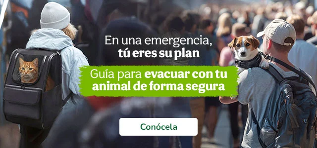 Consejos para evacuar a tu peludo en situaciones de emergencia.