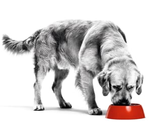 Beneficios de la comida húmeda para perros