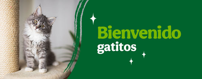 Bienvenidos gatitos