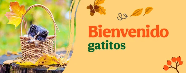 Bienvenidos gatitos