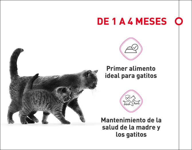 De uno hasta los cuatro meses