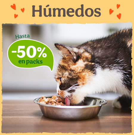 Húmedos gato -50% en packs