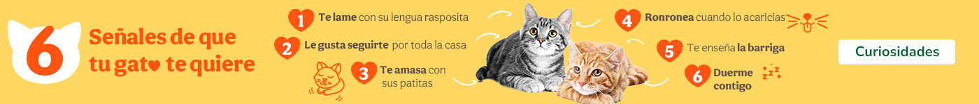 Curiosidades sobre gatos.