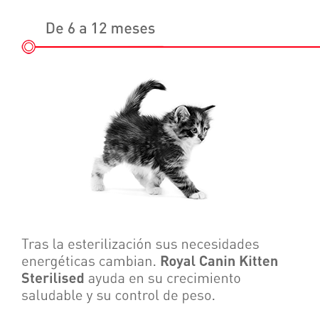 Gatitos esterilizados hasta los doce meses