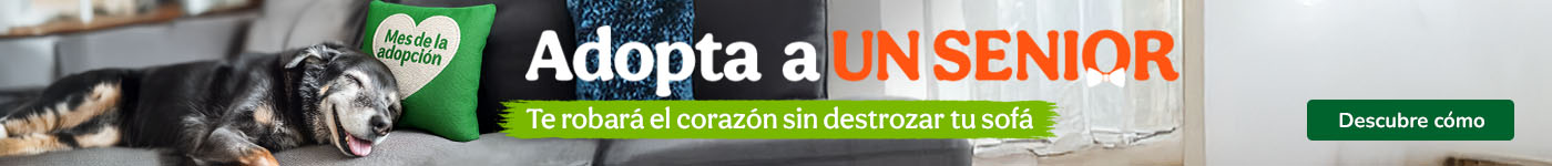Mes de la Adopción: ¿Por qué deberías adoptar?