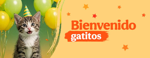 Bienvenidos gatitos