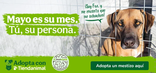 Día Mundial del perro sin raza.
