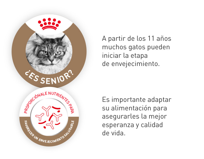 Royal Canin Senior. Es importante adaptar la alimentación de tu gato a partir de los 11 años, al iniciar la etapa de envejecimiento, mejorando así la esperanza y calidad de vida.