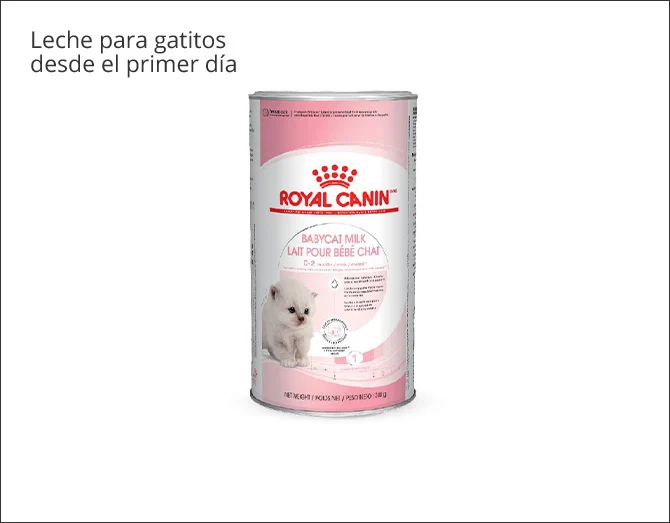 Leche para gatitos desde el primer día