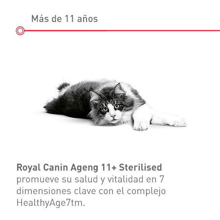 Gato esterilizado Edad Avanzada: Más de 11 años
