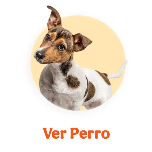 Ofertas perro