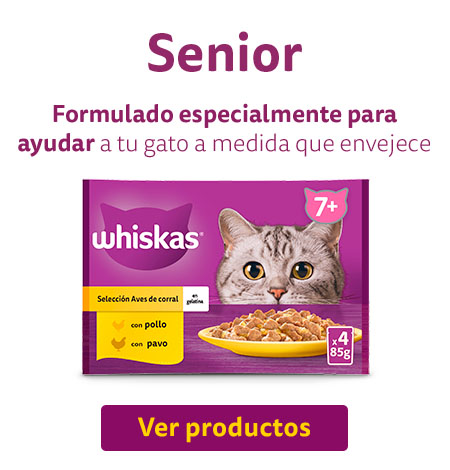 Productos para gato senior