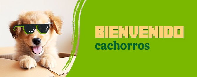 Bienvenidos cachorritos