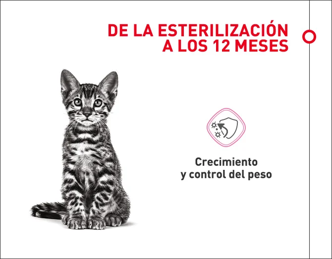 Gatitos esterilizados hasta los doce meses