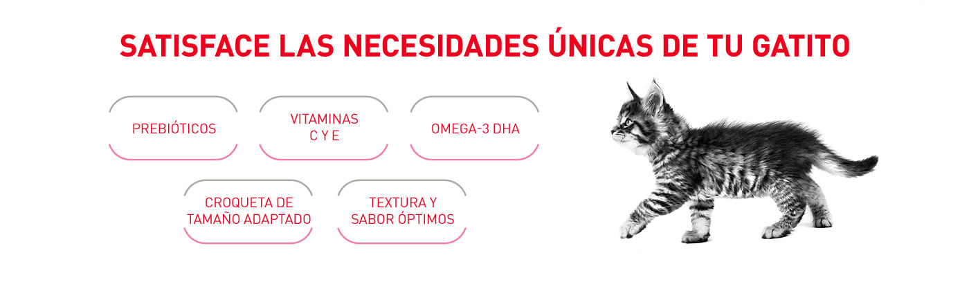 Satisface las necesidades únicas de tu gatito