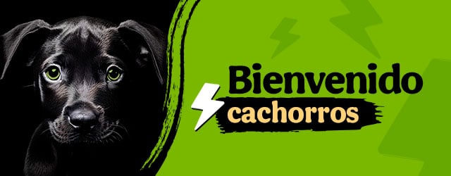 Bienvenidos perritos