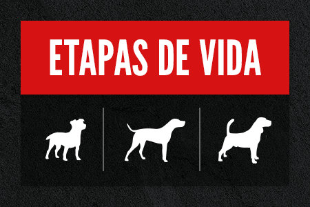 Encuentra su receta ideal en función de la etapa de vida de tu perro.