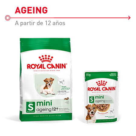 Royal Canin Mini Ageing 12+ pienso y comida húmeda para perros senior 12+ de razas pequeñas