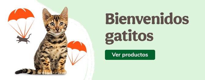 Bienvenidos gatitos